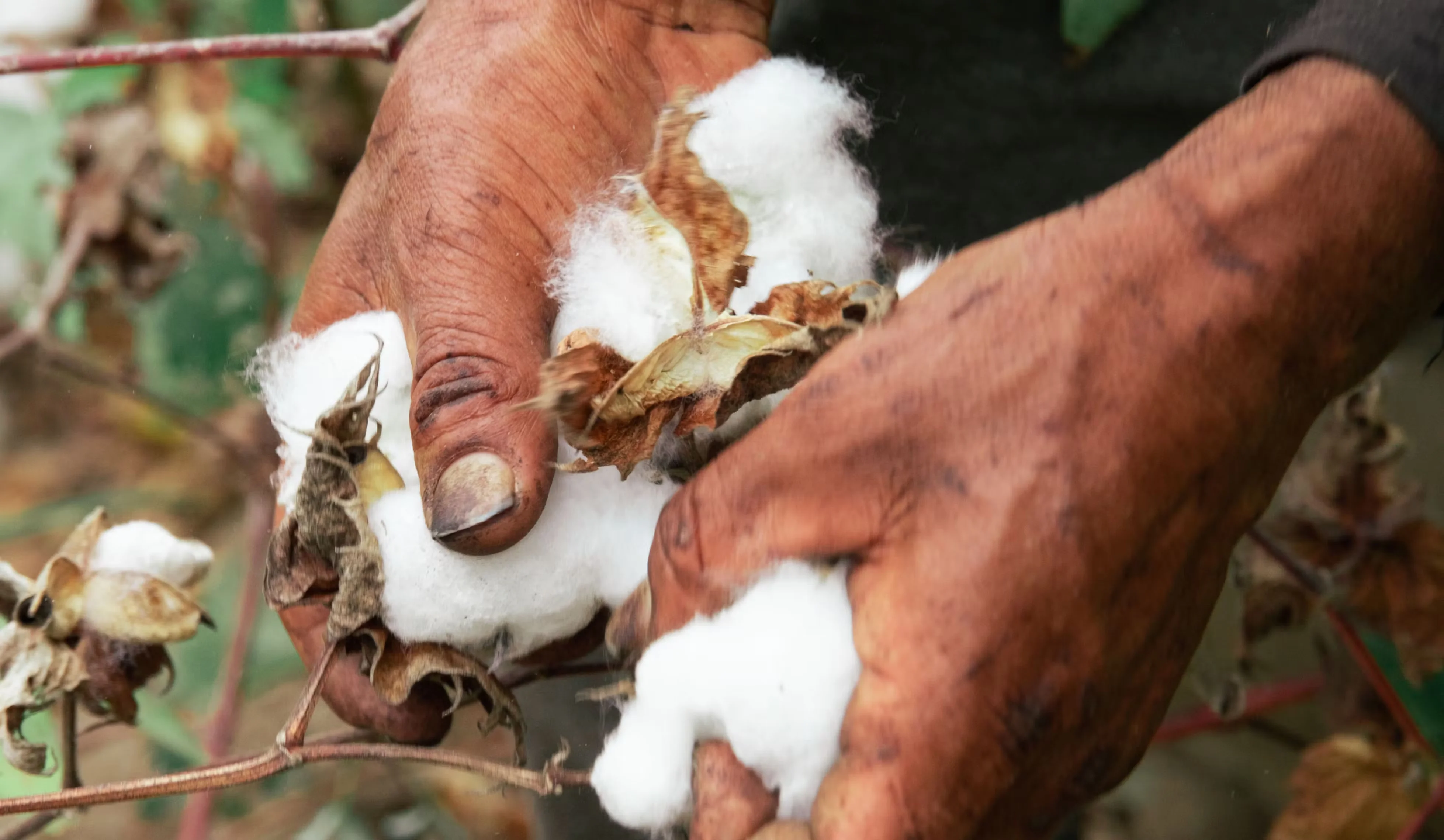 Homem segurando algodao agroecologico com as mãos VERT/VEJA